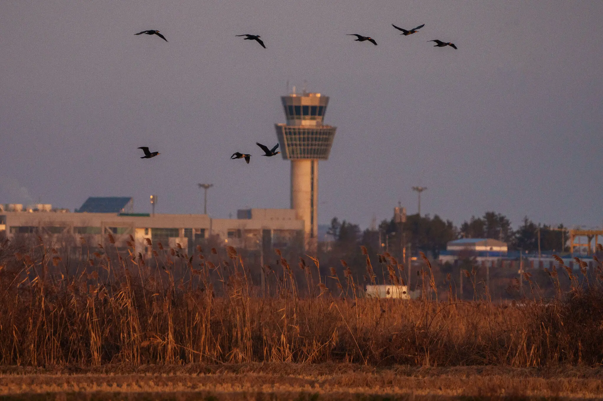 Уряд пообіцяв виділити 247 мільярдів вон (приблизно 173 мільйони доларів) для посилення заходів із запобігання зіткненням з птахами в аеропортах Муан та інших аеропортах, включаючи встановлення пристроїв виявлення птахів для сповіщення людей на диспетчерс
